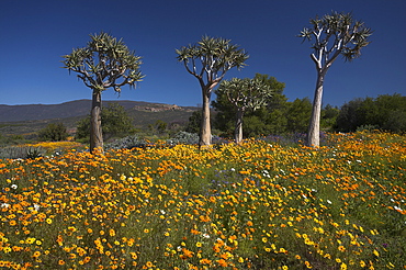 Wildflowers and quiver trees, Ramskop Wildflower Garden, Clanwilliam, Western Cape, South Africa