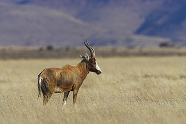 Blesbok, Damaliscus dorcas phillipsi, Mountain Zebra National Park, South Africa, Africa