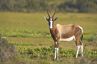 Bontebok, Damaliscus dorcas, Bontebok National Park, South Africa, Africa