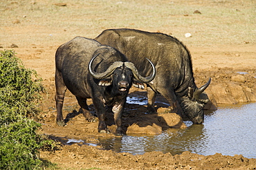 Cape buffalo, Syncerus caffer, at water, Addo Elephant National Park, South Africa, Africa