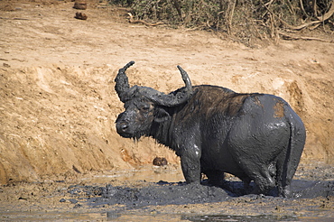 Cape buffalo, Syncerus caffer, mud-bathing, Addo Elephant National Park, South Africa, Africa