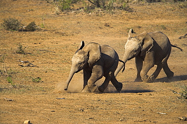 Baby elephants, Loxodonta africana, running towards water in Addo Elephant National Park, Eastern Cape, South Africa, Africa