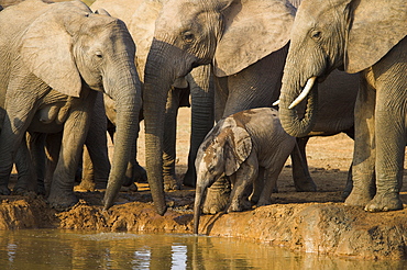 Baby elephant, Loxodonta africana, with breeding elephant herd at water in Addo Elephant National park, Eastern Cape, South Africa