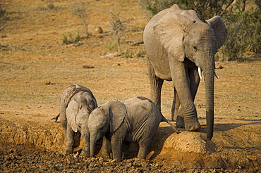 Baby elephants, Loxodonta africana, playing at wallow in Addo Elephant National Park, Eastern Cape, South Africa