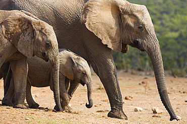 Maternal group of elephants, Loxodonta africana, in Addo Elephant National park, Eastern Cape, South Africa