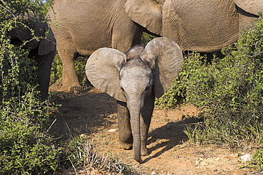 Baby elephant, Loxodonta africana, in Addo Elephant National park, Eastern Cape, South Africa
