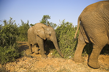 Baby elephant, Loxodonta africana, following herd in Addo Elephant National park, Eastern Cape, South Africa, Africa