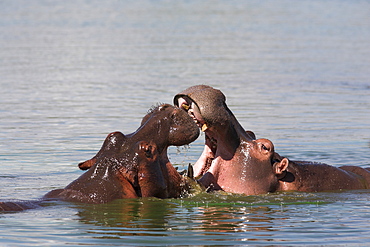 Hippos, Hippopotamus amphibius, playfighting in Kruger National Park, Mpumalanga, South Africa, Africa