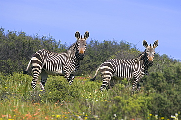 Cape mountain zebra, Equus zebra zebra, in spring flowers in Bushman's Kloof Reserve, Cedarberg, Western Cape, South Africa, Africa