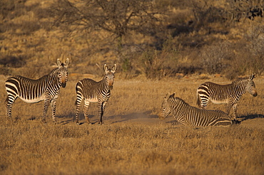 Cape mountain zebra, Equus zebra zebra, Mountain Zebra National Park, Eastern Cape, South Africa, Africa