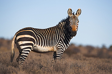 Cape mountain zebra, Equus zebra zebra, Mountain Zebra National Park, Eastern Cape, South Africa, Africa