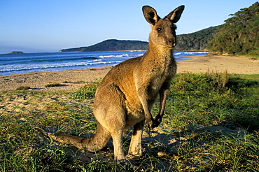 Eastern grey kangaroo (Macropus giganteus) on beach, Murramarang National Park, New South Wales, Australia, Pacific