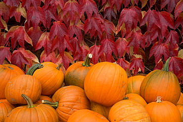 Autumnal display of pumpkins against virginia creeper at organic farm shop, Low Sizergh Barn, Cumbria, England, United Kingdom, Europe