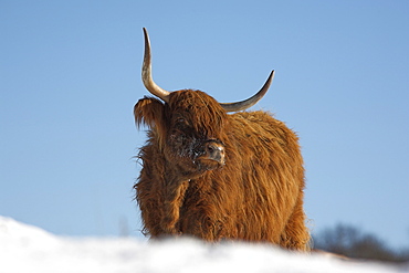 Highland cow in snow, conservation grazing on Arnside Knott, Cumbria, England, United Kingdom, Europe