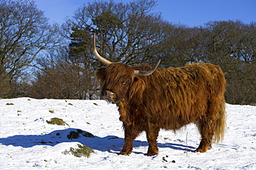 Highland bull in snow, conservation grazing on Arnside Knott, Cumbria, England, United Kingdom, Europe