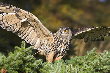 European eagle owl, Bubo bubo, female, captive, World Owl Trust, Muncaster Castle, Cumbria, England, United Kingdom, Europe