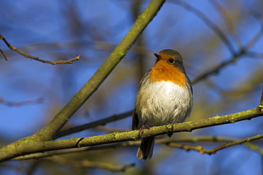 Robin, Erithacus rubecula, on twig at Martin Mere Wildfowl and Wetlands Trust reserve in Lancashire, England, United Kingdom, Europe