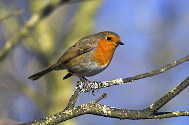 Robin, Erithacus rubecula, perched on a tree branch at Leighton Moss RSPB nature reserve, Silverdale, Lancashire, England, United Kingdom, Europe