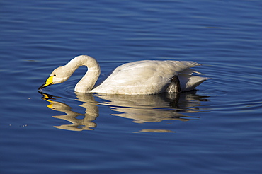 Whooper swan, Cygnus cygnus, at Martin Mere Wildfowl and Wetland Centre, Burscough, Lancashire, England, United Kingdom, Europe