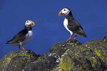 Puffin on rock, Fratercula arctica, Isle of May, Scotland, United Kingdom, Europe