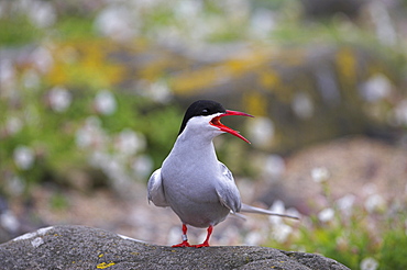 Arctic tern, Sterba paradisaea, Isle of May breeding colony, Fife, Scotland, United Kingdom, Europe