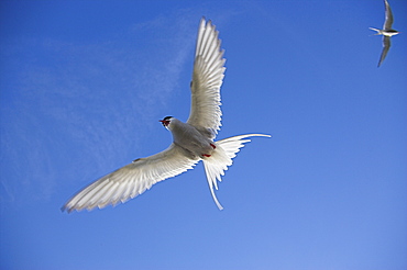 Arctic tern in flight, Sterba paradisaea, Isle of May breeding colony, Fife, Scotland, United Kingdom, Europe