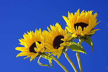 Three sunflowers blooms, Helianthus annuus, United Kingdom, Europe