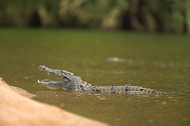 Nile crocodile (Crocodylus niloticus) with jaws open, Kruger National Park, South Africa, Africa