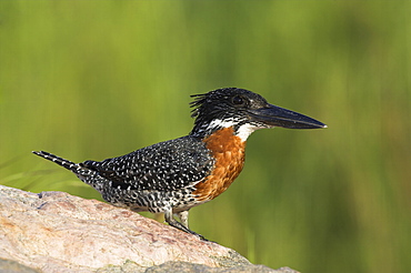 Giant kingfisher (Megaceryle maximus), perched on rock in Kruger National Park, Mpumalanga, South Africa, Africa