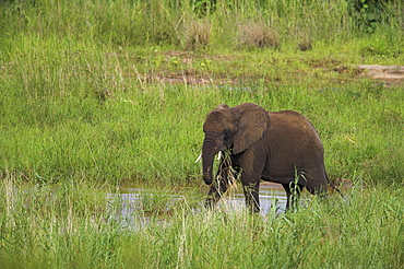 Elephant (Loxodonta africana), Kruger National Park, Mpumalanga, South Africa, Africa