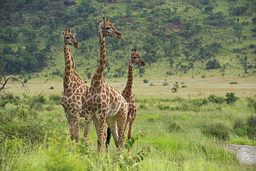 Three giraffes (Giraffa camelopardalis), Pilanesberg Game Reserve, North West Province, South Africa, Africa