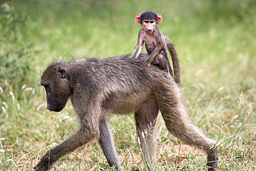 Young chacma baboon (Papio cynocephalus ursinus) riding on adult's back in Kruger National Park, Mpumalanga, South Africa, Africa