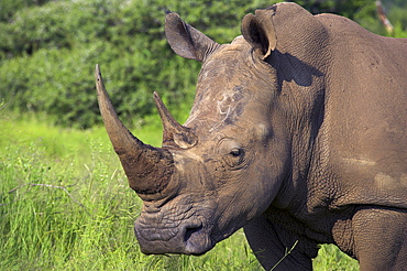 White rhino (Ceratotherium simum), Pilanesberg Game Reserve, North West Province, South Africa, Africa