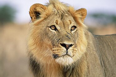 Lion, Panthera leo, Kalahari Gemsbok National Park, South Africa, Africa