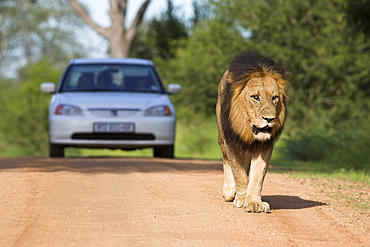 Lion (Panthera leo), and tourist vehicle, Kruger National Park, South Africa, Africa