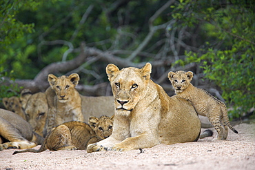 Lioness (Panthera leo), with cubs, Kruger National Park, South Africa, Africa