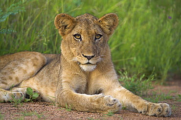 Lion (Panthera leo), cub, Kruger National Park, South Africa, Africa