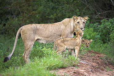 Lioness (Panthera leo), with cubs, Kruger National Park, South Africa, Africa