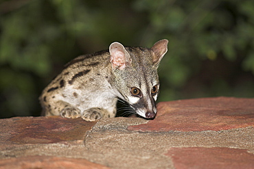 Large-spotted genet (Genetta tigrina), at night, Kruger National Park, South Africa, Africa