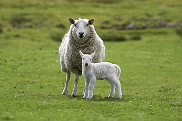 Ewe with lamb, Scotland, United Kingdom, Europe