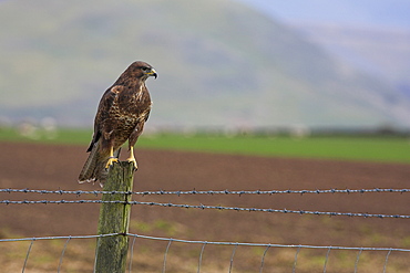 Buzzard (Buteo buteo), captive, United Kingdom, Europe