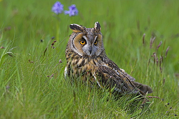 Long-eared owl (Asio otus), Muncaster, Cumbria, England, United Kingdom, Europe