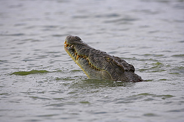 Nile crocodile, Crocodylus niloticus, Kruger National Park, South Africa, Africa