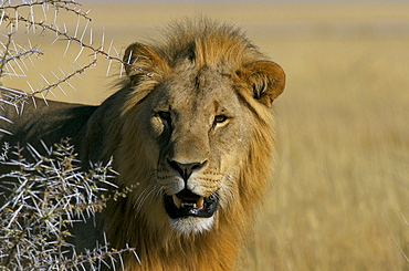 Lion (Panthera leo), Etosha, Namibia, Africa