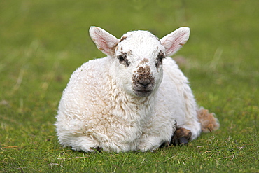 Spring lamb, Scotland, United Kingdom, Europe