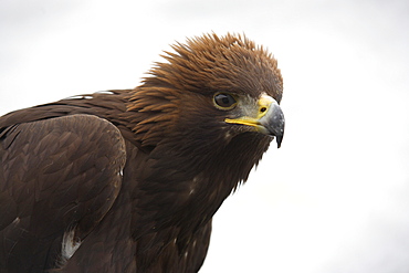 Golden eagle, Aquila chrysaetos, in snow, captive, United Kingdom, Europe