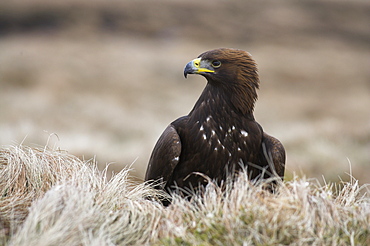 Golden eagle, Aquila chrysaetos, moorland, captive, United Kingdom, Europe