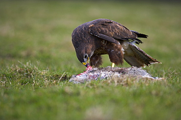 Buzzard eating rabbit, Buteo buteo, captive, United Kingdom, Europe