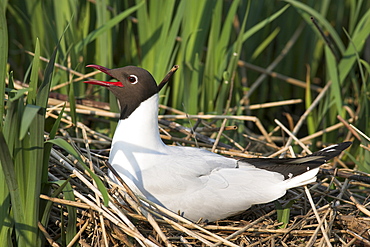 Blackheaded gull, Larus ridibundus, on nest, Leighton Moss R.S.P.B. Reserve, England, United Kingdom, Europe