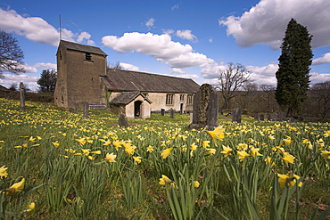 Wild daffodils, Narcissus pseudonarcissus, in St Anthony's churchyard, Cartmel Fell in the Lake District, Cumbria, England, United Kingdom, Europe